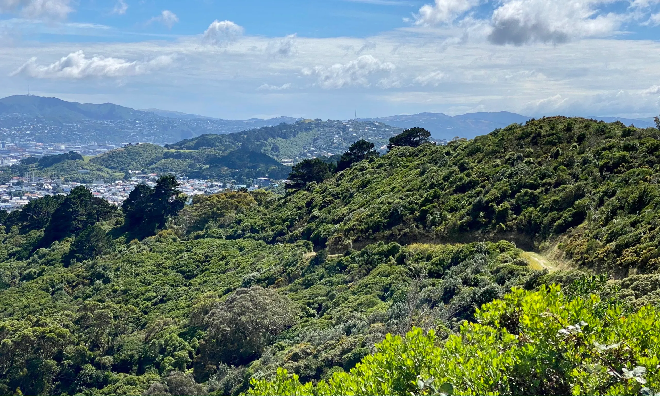 Wellington town belt forest trail with morning light filtering through native trees